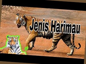 9 jenis harimau